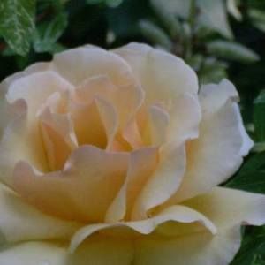 Meet your Posher, Barbara